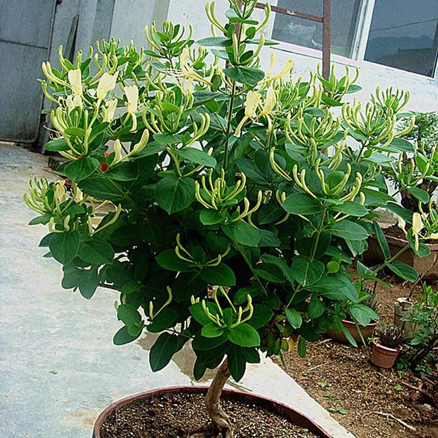 北花一号金银花苗 50~60公分 