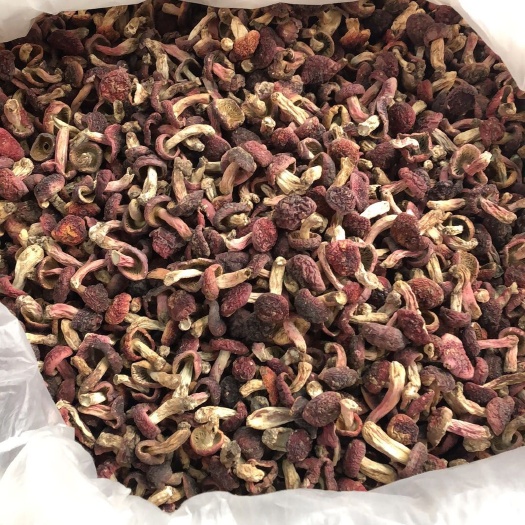 三明三明小红菇，正宗蓝底500g非250克