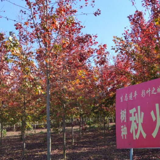  美国红枫秋火焰