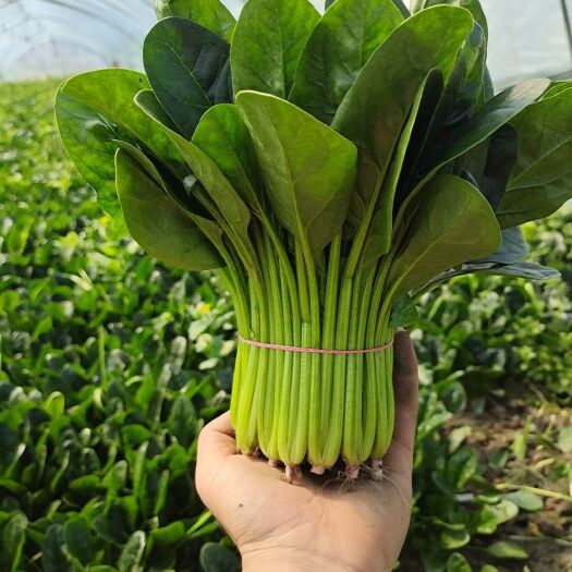 南通黑叶菠菜 15~20cm