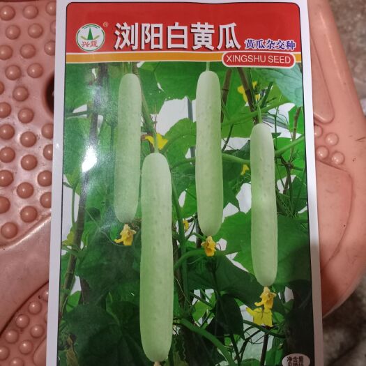 上饶大白黄瓜种子  兴蔬浏阳白黄瓜