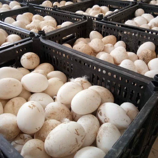 淇县鲜鹅蛋 食用 散装 