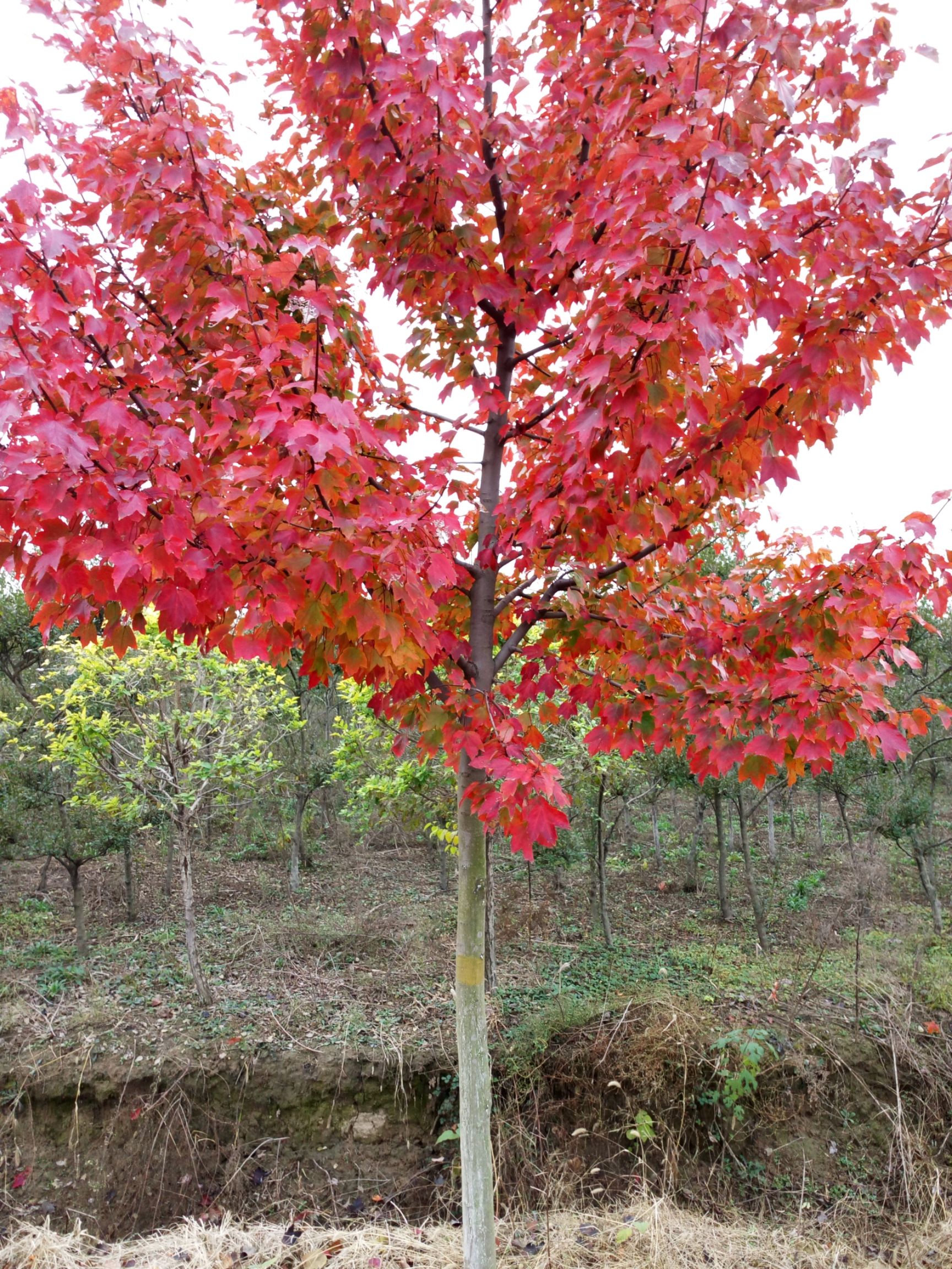  美国红枫夕阳红，夕阳红，落叶晚，观赏期长