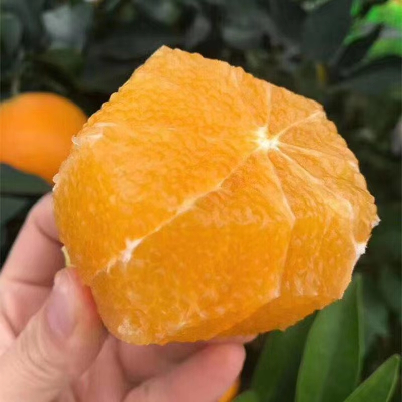 爱媛橙 爱媛38