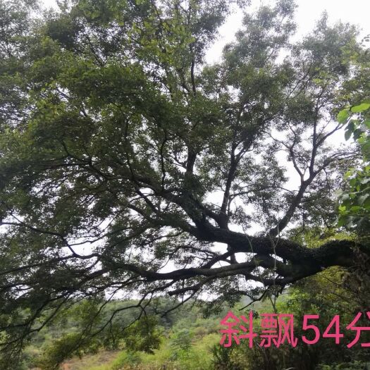 宁远县小叶朴 朴树乌桕