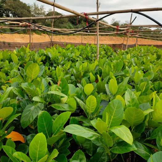 漳州越南菠萝蜜苗  菠萝蜜苗，红心菠萝蜜苗，嫁接苗，四季菠萝蜜苗