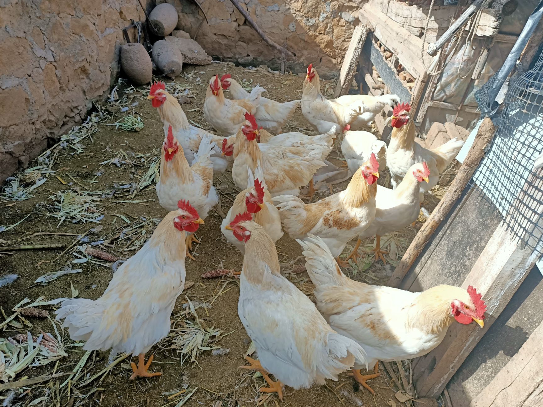 白羽鸡农村半散养公鸡