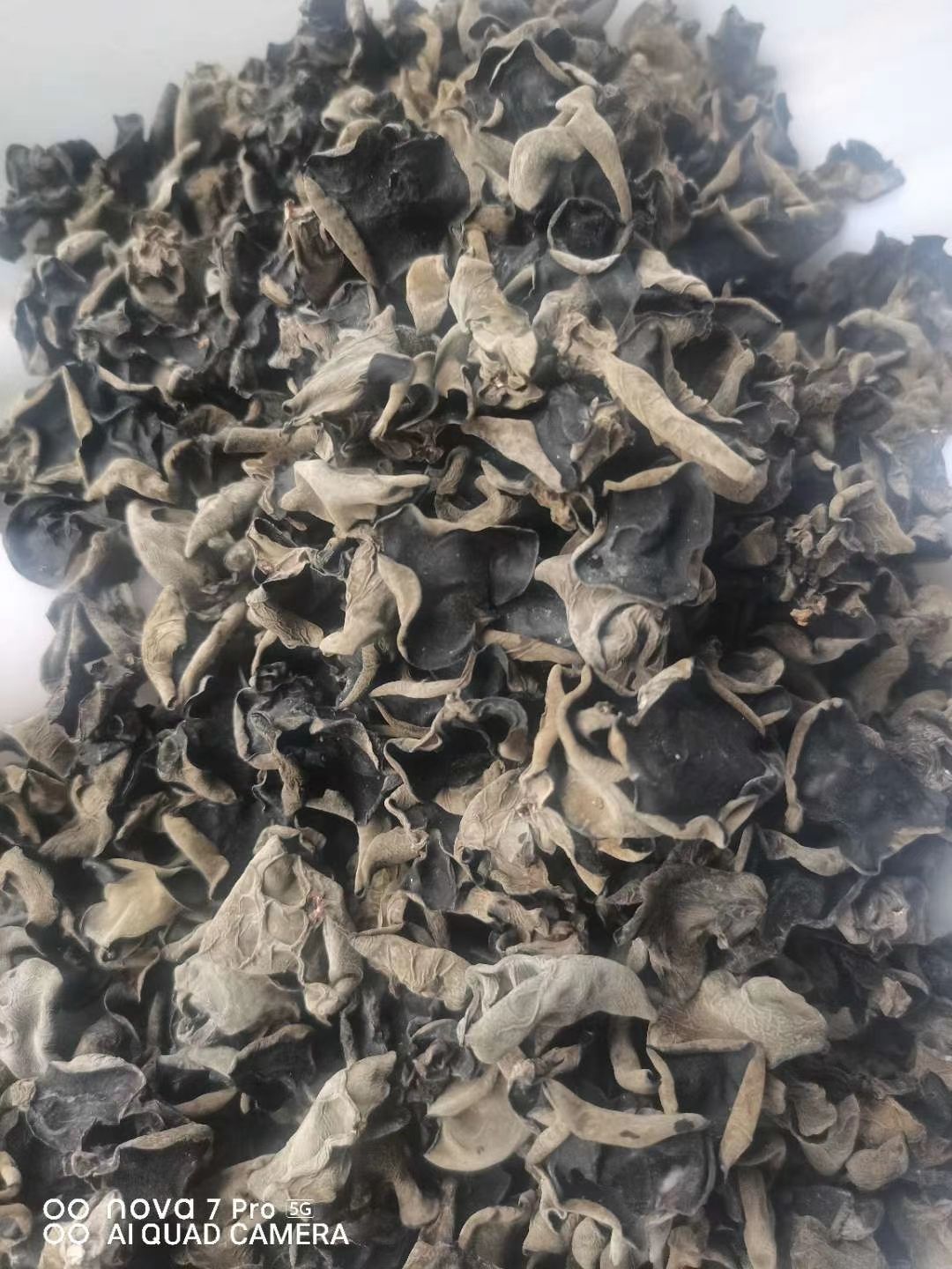 黑木耳  东北特产木耳耳肉厚