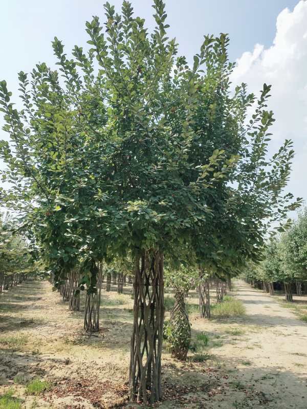 绚丽海棠 中国结造型海棠