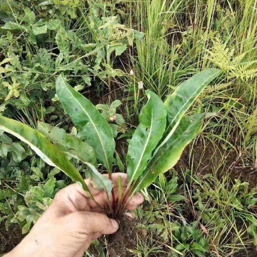 广南县观音草 草血蝎