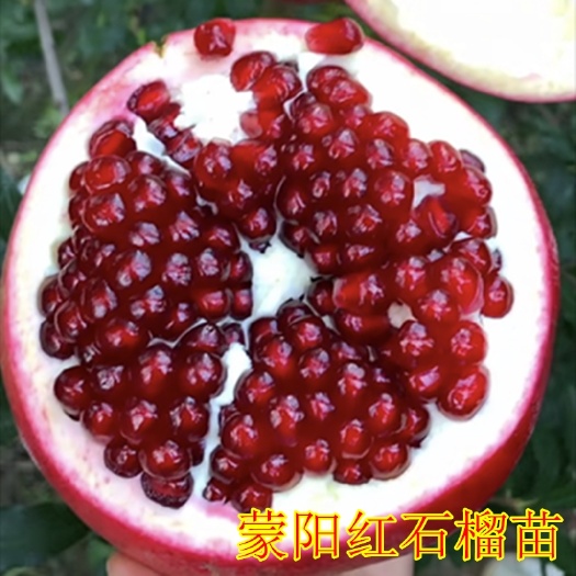 平邑县蒙阳红石榴苗  蒙阳红石榴树苗，软籽石榴树苗，盆栽地栽南北方当年结果