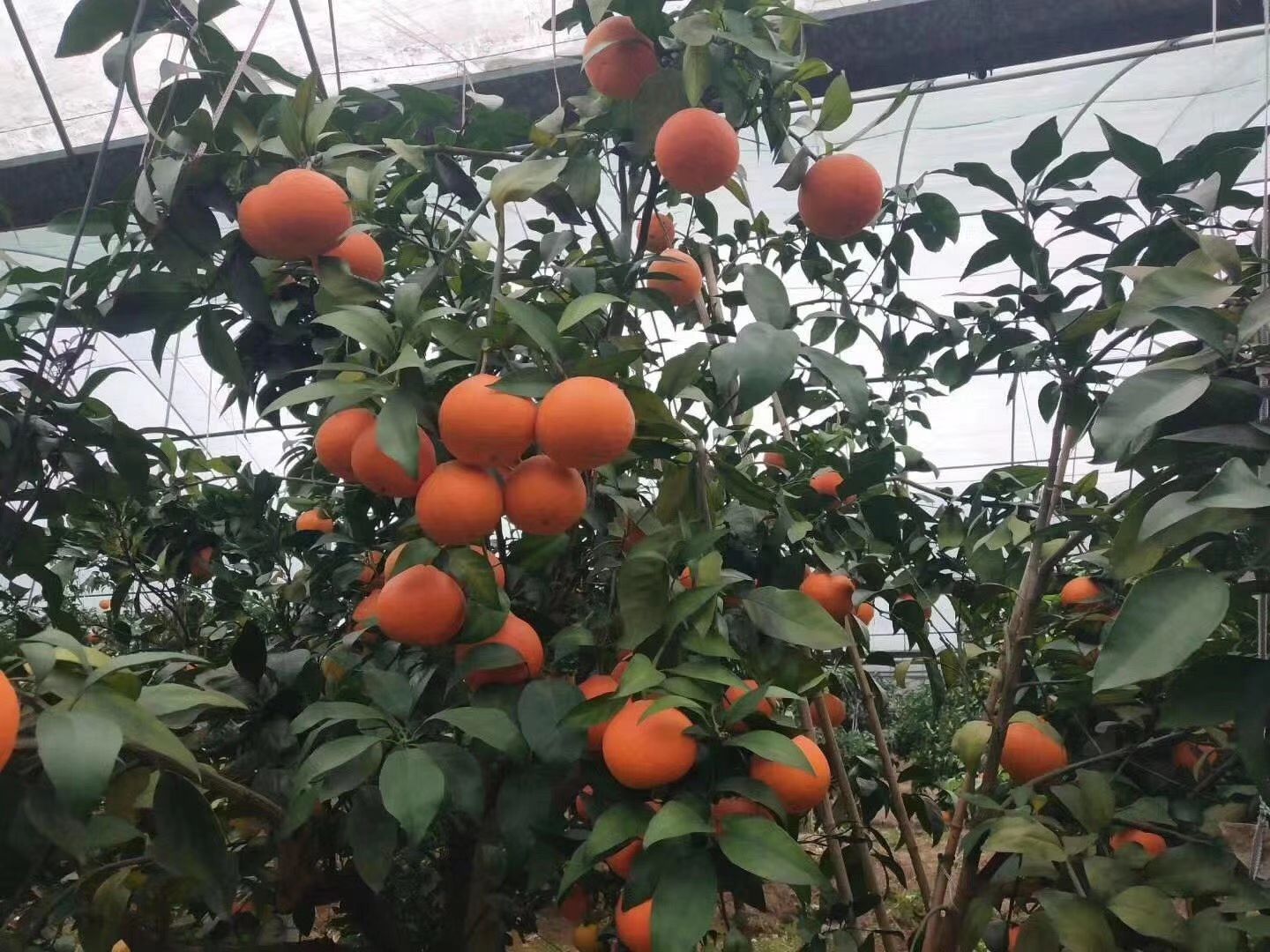 爱媛橙 爱媛38
