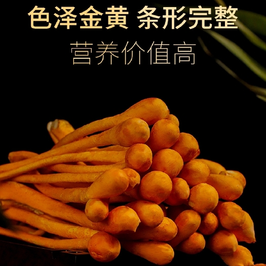 安国市人工培植虫草花 虫草花干货共500g无硫孢子头金虫草菇煲汤材料蛹虫草
