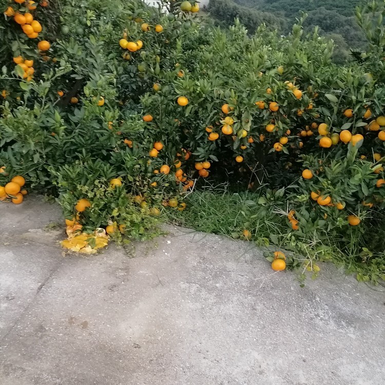 蜜桔 南水北调源头丹江口水都武当密桔
