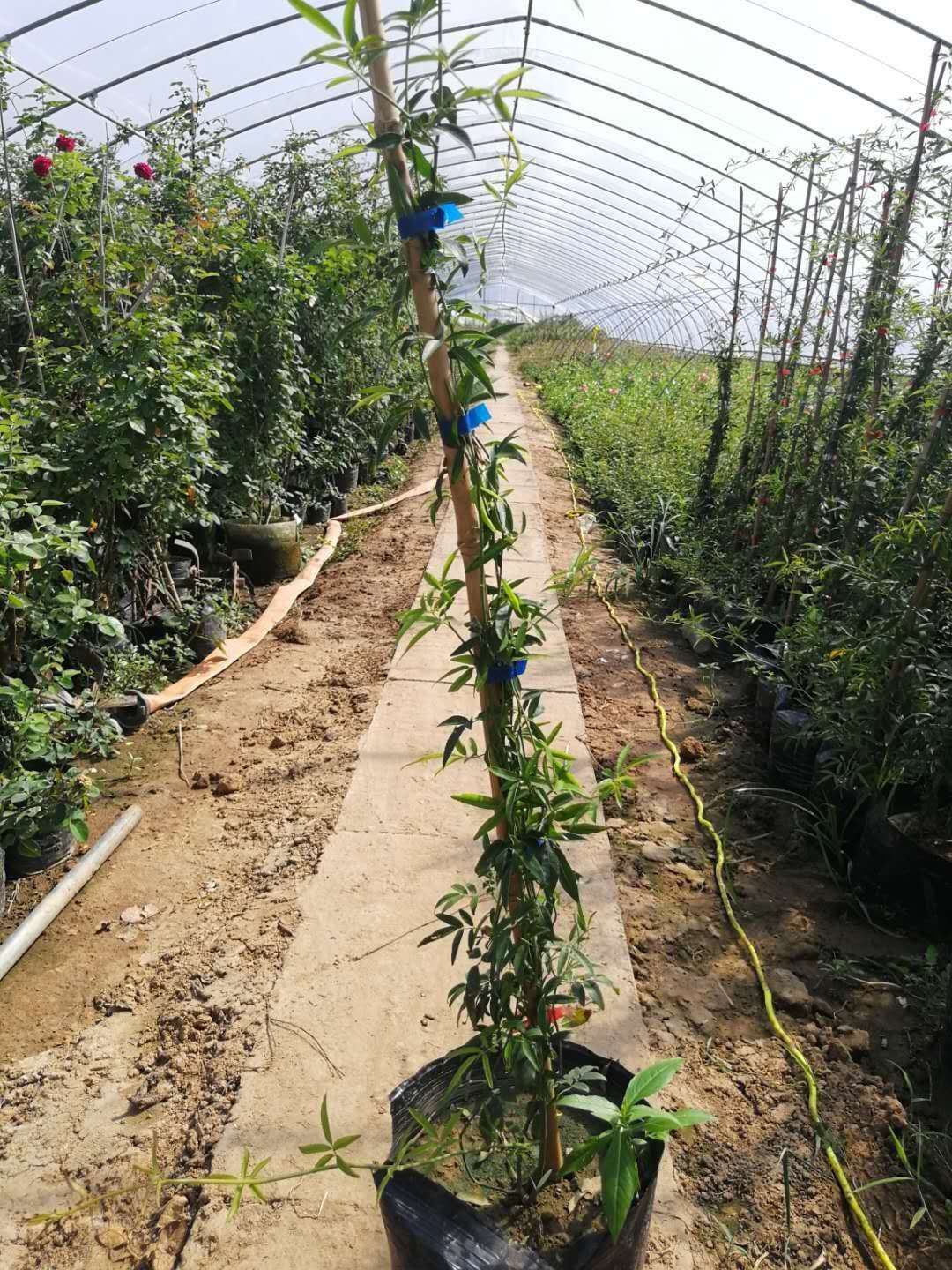 木香花苗白色，红色，黄色香味浓大小规格齐全