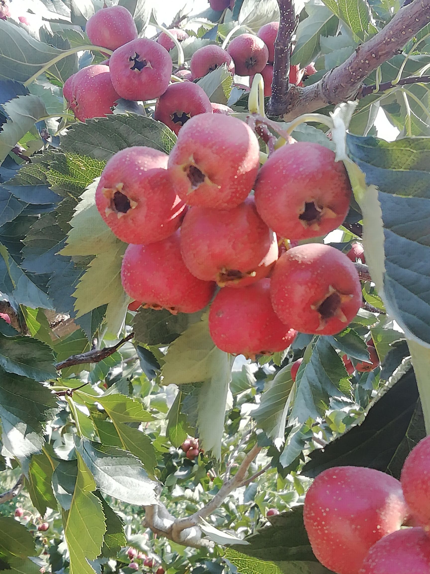 大果山楂  沂蒙山山楂  粒大  色鲜