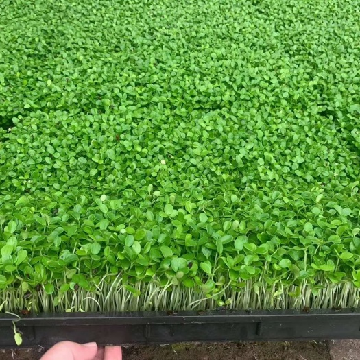 唐山有机香椿芽 香椿苗