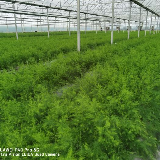 曹县芦笋根  芦笋苗 高产速生芦笋新品种TC30苗供应