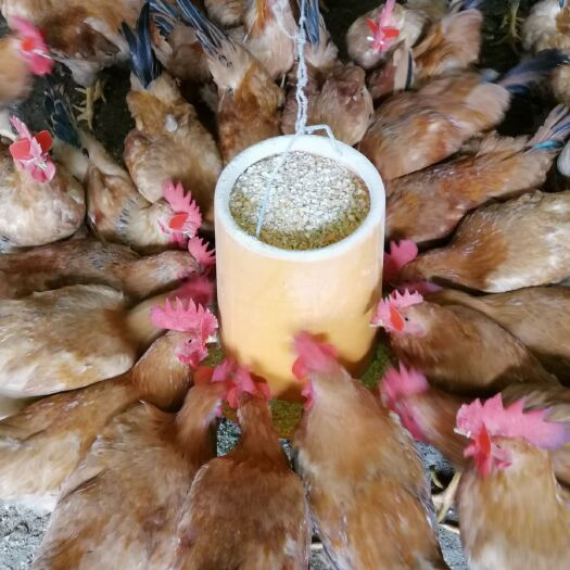 三台县土鸡 全粮喂养