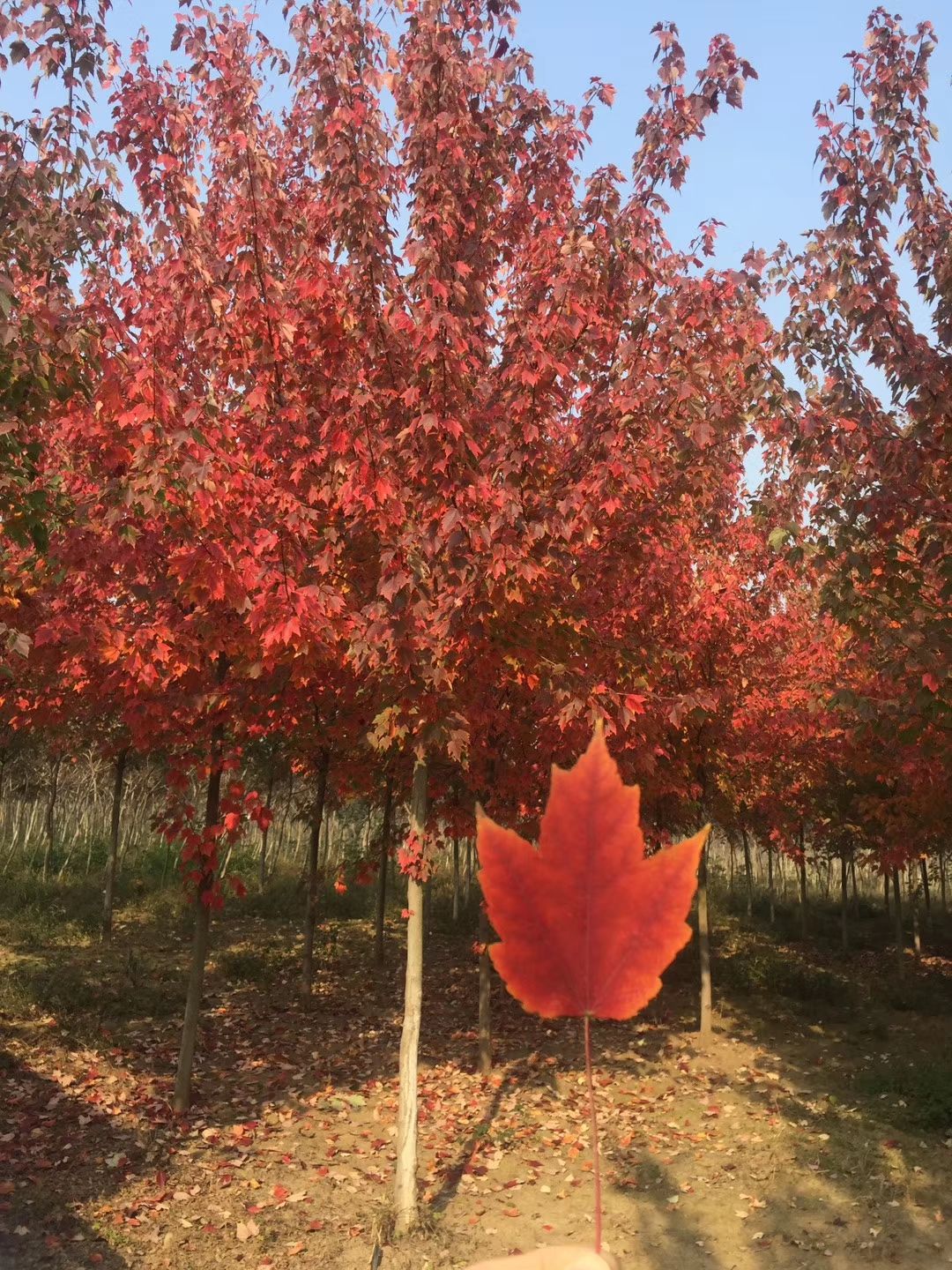  美国红枫夕阳红，夕阳红，落叶晚，观赏期长