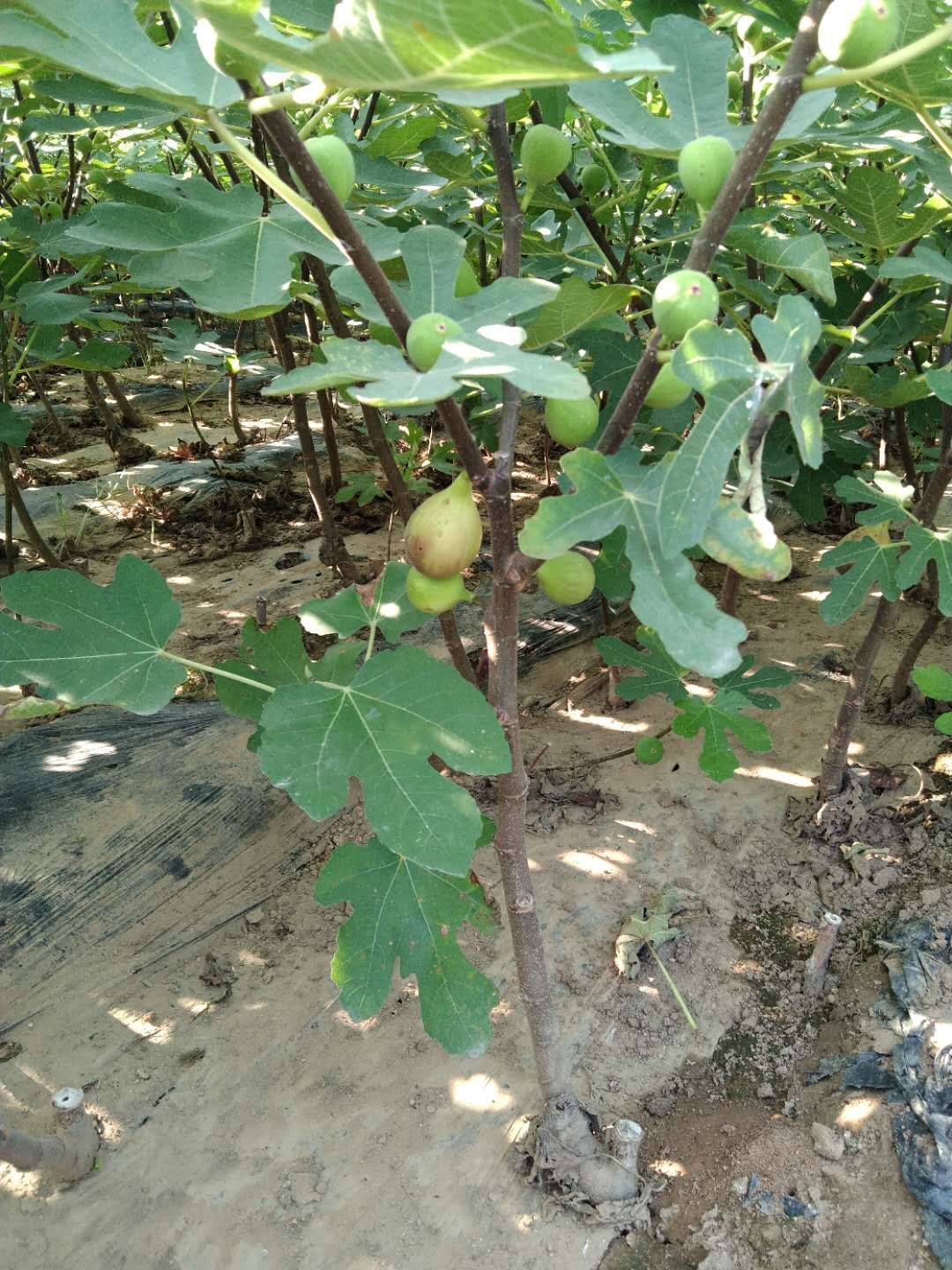 波姬红无花果苗  无花果苗盆栽地栽，适合南北方种植，大青，布兰瑞克，紫果，等