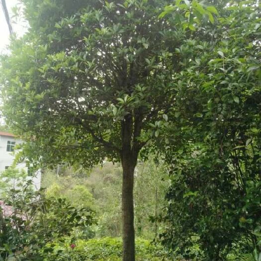 永春县 大量桂花，四季桂，八月桂，量大甩卖，详情电联