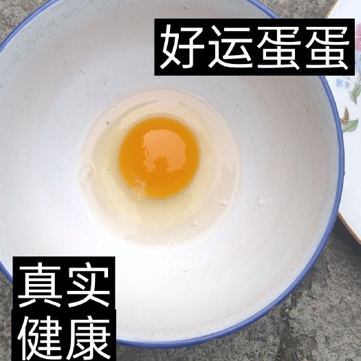 安阳土鸡蛋  任健康      健康安全无抗蛋