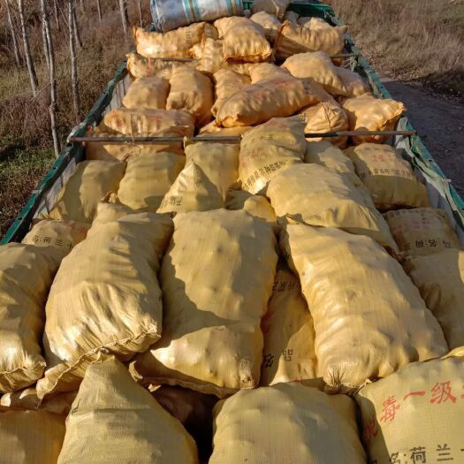 绥化黑龙江省马铃薯种子繁育基地，荷兰806，黄金暑，沃土，尤金