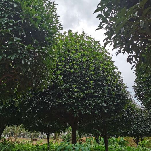 益阳黄金桂花树 