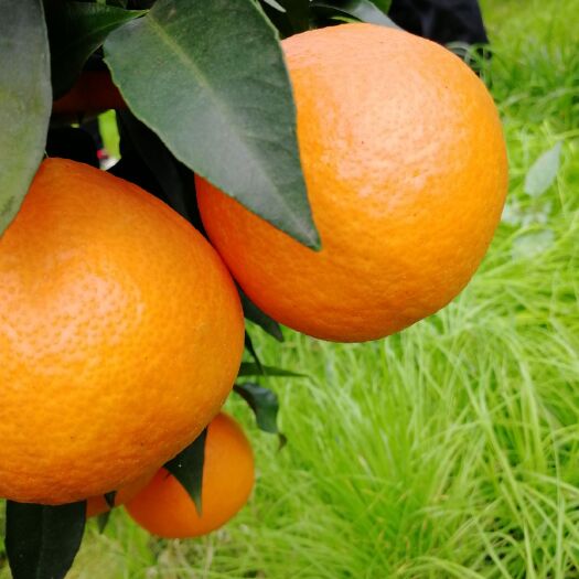 爱媛橙爱媛38果冻橙柑橘橙子