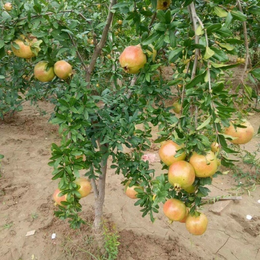 镇宁县突尼斯软籽石榴树苗 突尼斯软籽石榴基地，有自己的苗圃，公司证件齐全