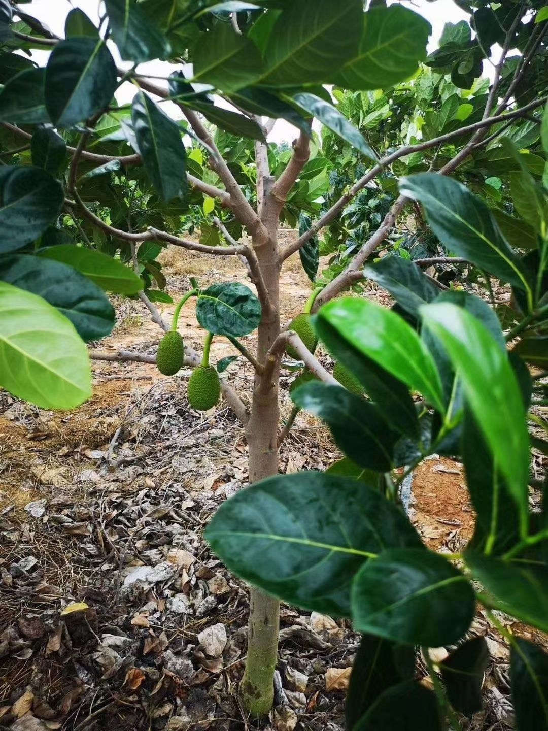 越南菠萝蜜苗  菠萝蜜苗，红心菠萝蜜苗，嫁接苗，四季菠萝蜜苗