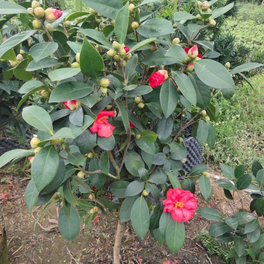 灵山县茶花 100~140cm