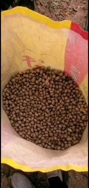 临漳县 铁棍山药豆