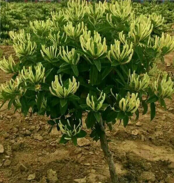 北花一号金银花苗 50~60公分 