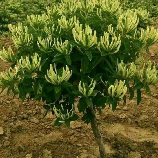 北花一号金银花苗 50~60公分 