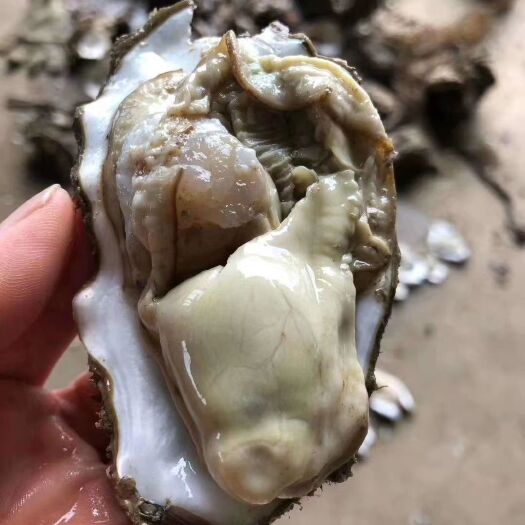 连云港牡蛎生蚝三倍体生蚝