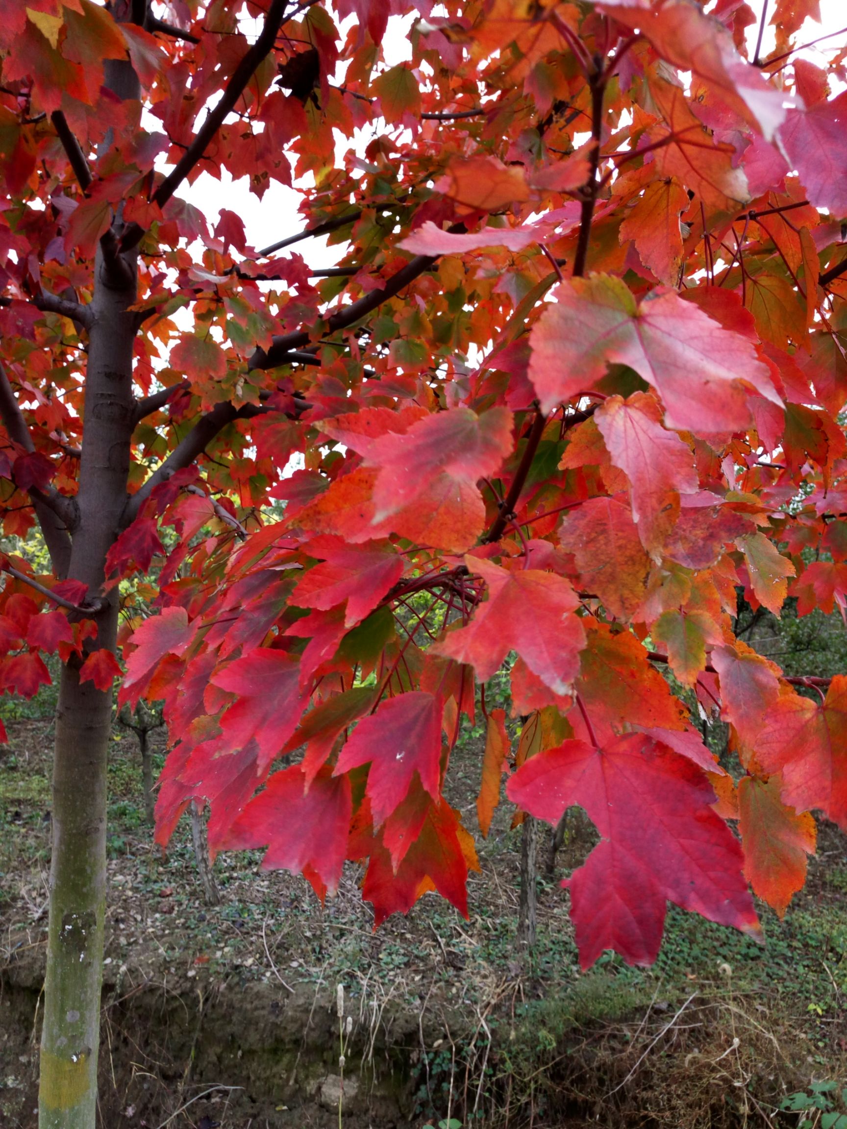  美国红枫夕阳红，夕阳红，落叶晚，观赏期长