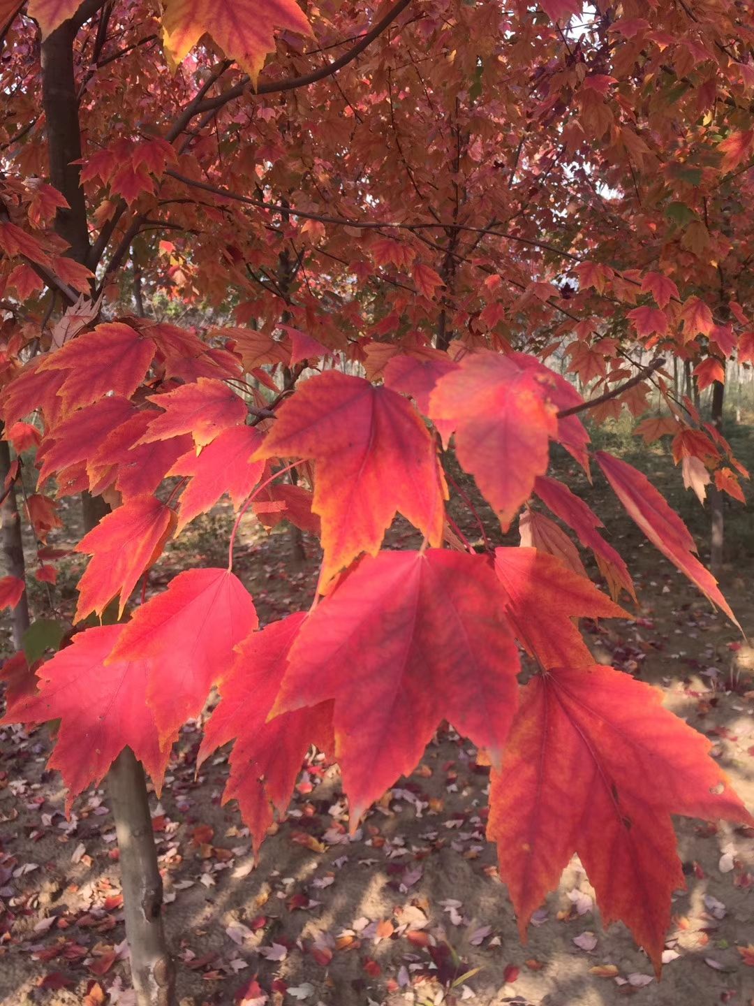  美国红枫夕阳红，夕阳红，落叶晚，观赏期长