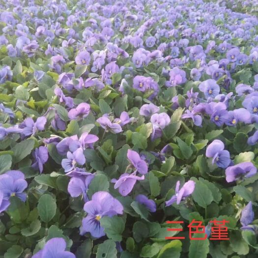 长沙县三色堇  冬季时花