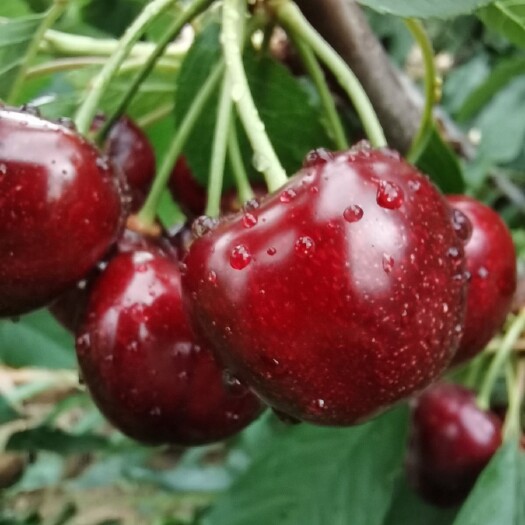 泰安矮化樱桃苗  鲁樱3号樱桃苗，2020年新樱桃品种未来的中熟王者樱桃品种