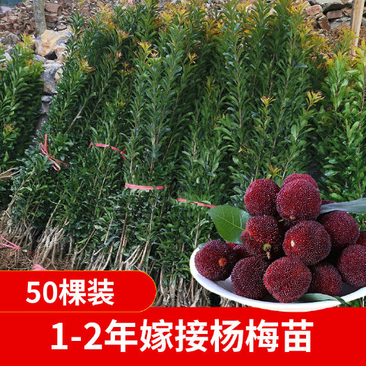 靖州县东魁杨梅树苗  台梅 黑炭打泥浆保湿发货  包邮正品假一赔十  终生技术服务