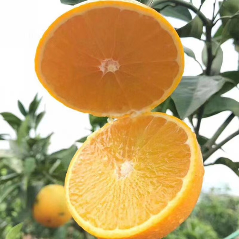 爱媛橙 爱媛38