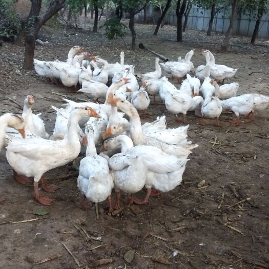 保定大白鹅  农家林地散养大三花鹅，纯绿色养殖，活体10斤左右，现定现杀