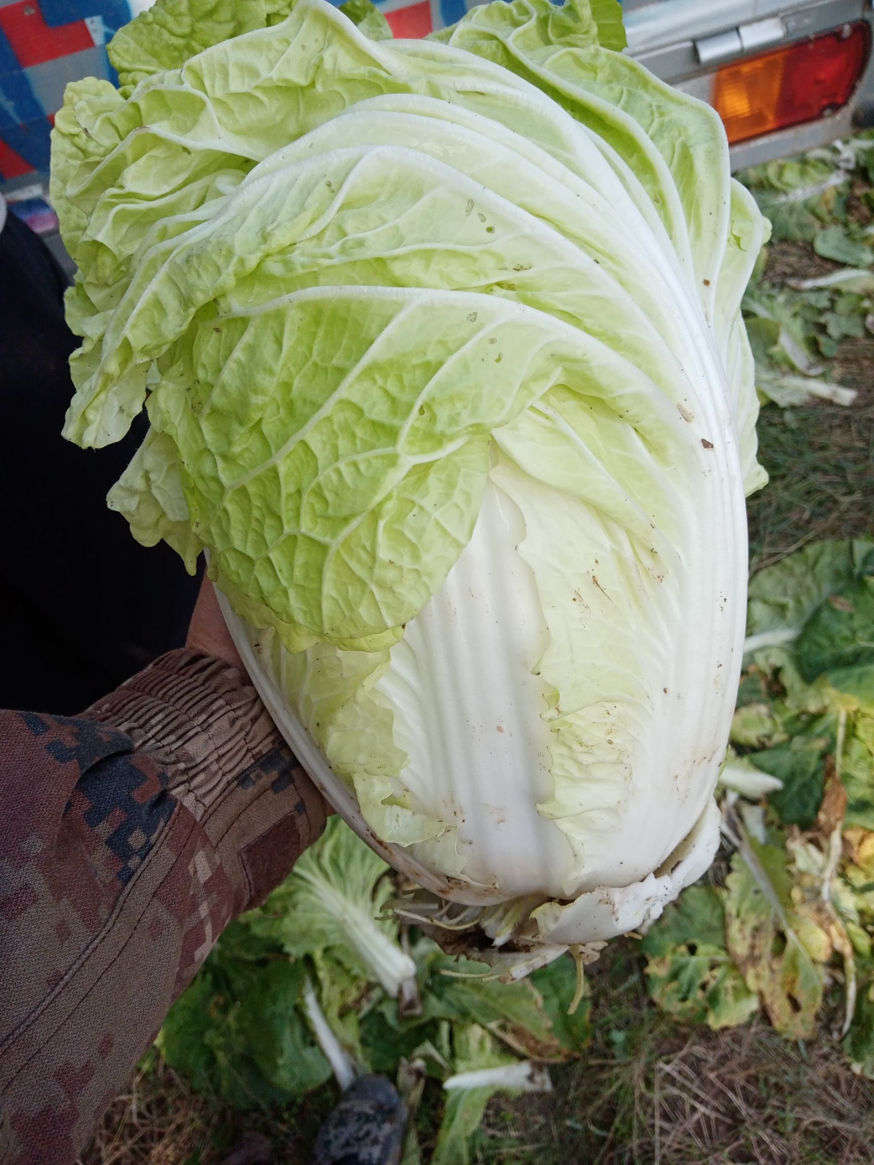 精品白菜，毛菜大量供应，质优价廉，产地直发
