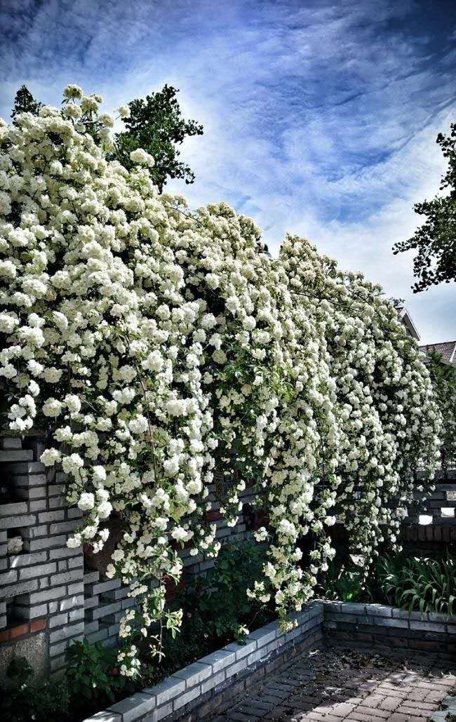 木香花苗白色，红色，黄色香味浓大小规格齐全