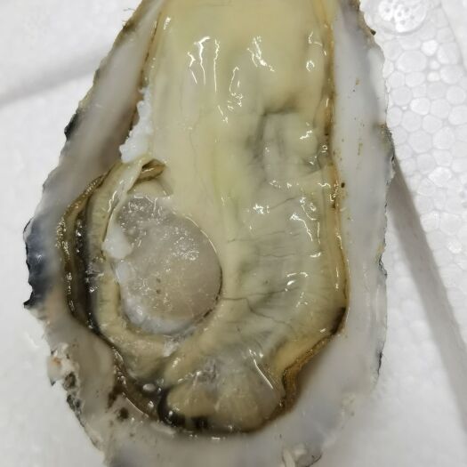 广州三倍体生蚝  山东乳山净化蚝！黄金牡蛎，二倍体，三倍体，货源