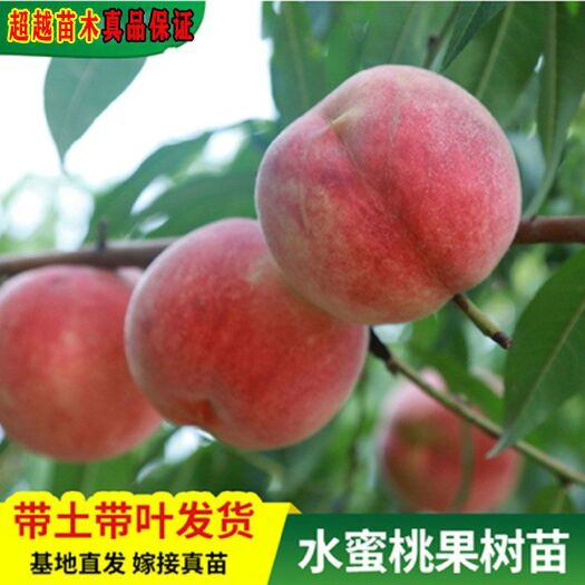 平邑县映霜红桃苗  映霜红冬桃自家育苗品质有保障证真正嫁接苗，晚熟