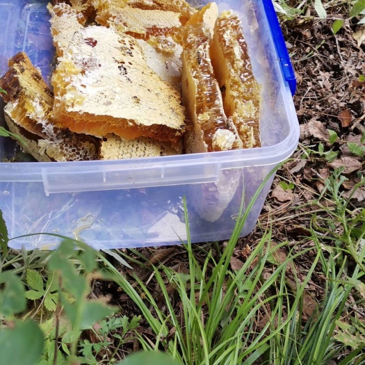 土蜂蜜  秦岭棒棒土蜂巢蜜，大量供应批发零售，一年只取一次