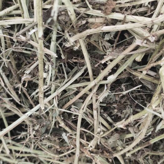 正阳县 无土无膜纯绿色花生秧草段草粉秸秆饲料牛羊马驴欢迎选购